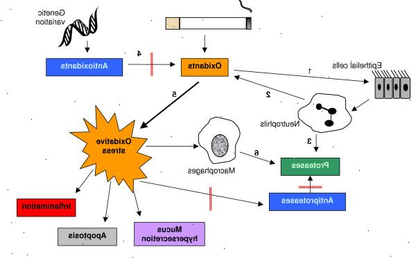 Antioksidanter og oksidativt stress. hva er oksidativt stress? Antioksidanter og oksidativt stress. hva er oksidativt stress?