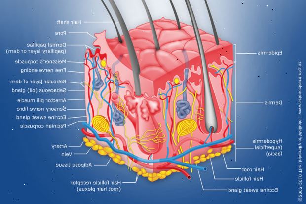 Hudens struktur. immunsystemet og huden. Hudens struktur. immunsystemet og huden.