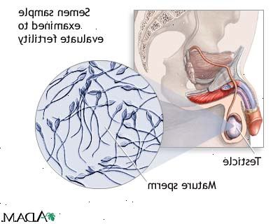 Sæd og sperm kvalitet. tabell 1: organer som hjelper produsere sæd. Sæd og sperm kvalitet. tabell 1: organer som hjelper produsere sæd.