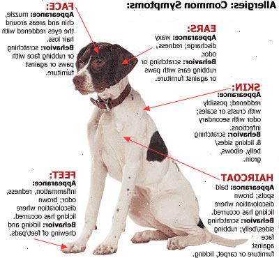 Pet allergier. hva er et kjæledyr allergi? Pet allergier. hva er et kjæledyr allergi?