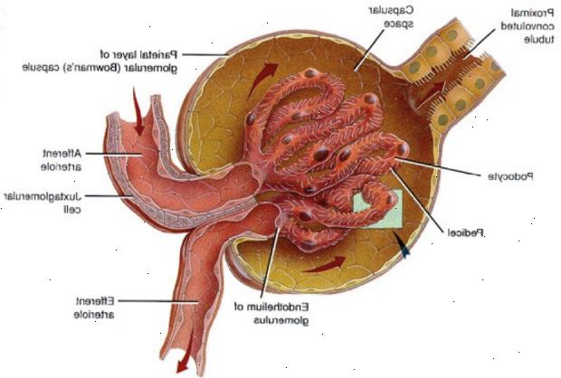 Hemolytisk uremisk syndrom. familiære (medfødt) HUS. Hemolytisk uremisk syndrom. familiære (medfødt) HUS.