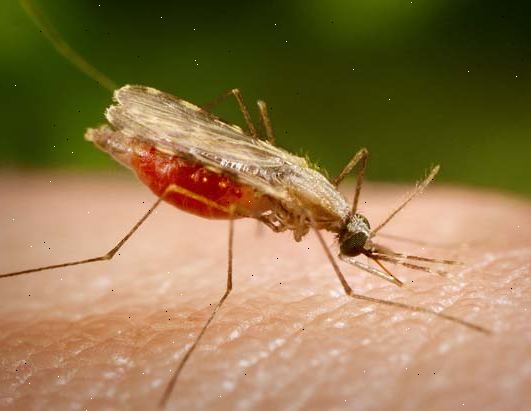 Malaria. hvordan du fange malaria? Malaria. hvordan du fange malaria?