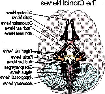 Epileptiske anfall. er det mulig å dele angrep i grupper? Epileptiske anfall. er det mulig å dele angrep i grupper?