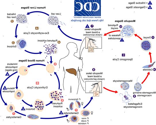 Livsløpet av malaria parasitten. hva er en malaria parasitt? Livsløpet av malaria parasitten. hva er en malaria parasitt?