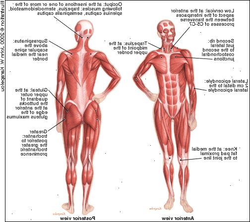Fibromyalgi. hva er Fibromyalgi? Fibromyalgi. hva er Fibromyalgi?